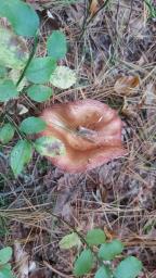 Russula paludosa