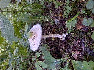 Amanita lividopallescens