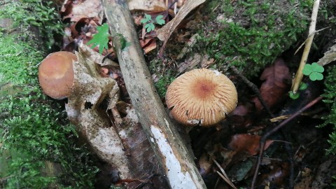 Psathyrella pertinax