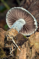 Stropharia aeruginosa