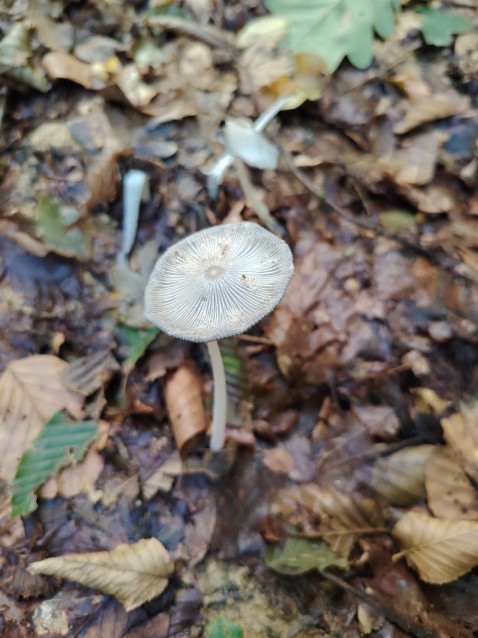 Coprinopsis marcescibilis