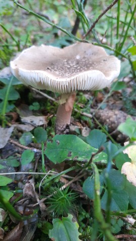 Amanita rubescens