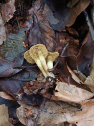 Cortinarius olivaceofuscus