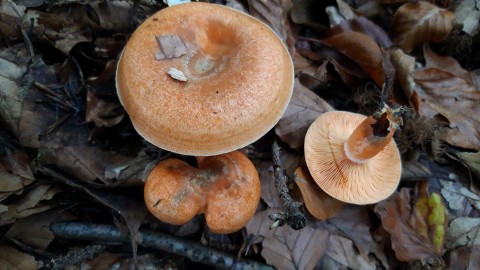 Lactarius semisanguifluus