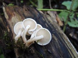 Clitocybe truncicola