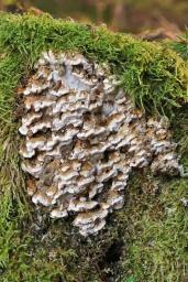 Neoantrodia serialis