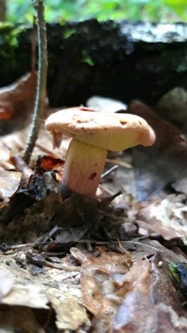 Rheubarbariboletus armeniacus