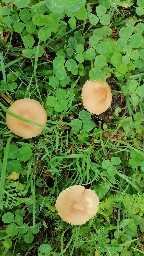 Marasmius oreades