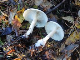 Hygrophorocybe nivea