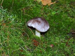 Tricholoma sciodes