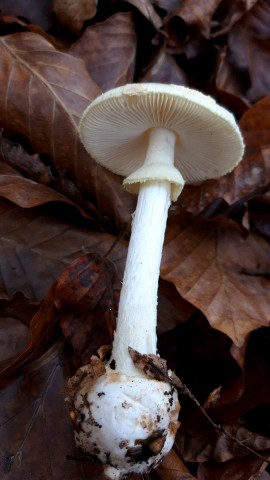 Amanita citrina