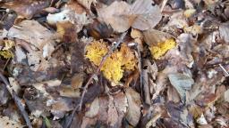 Ramaria flavobrunnescens