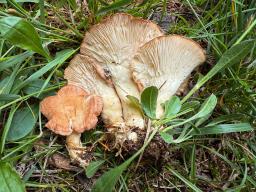 Infundibulicybe gibba