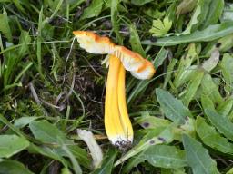 Hygrocybe acutoconica