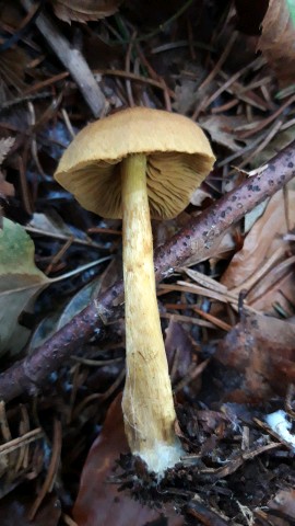 Cortinarius