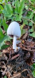 Coprinellus ellisii