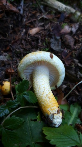 Hygrophorus chrysodon