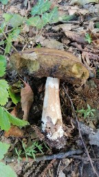 Boletus reticulatus