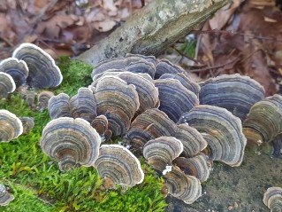 Trametes versicolor