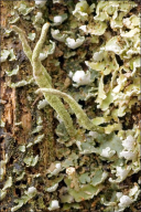 Cladonia coniocraea