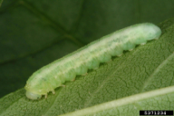 Tomostethus nigritus