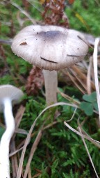 Hygrophorus hypothejus