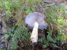 Cortinarius varius