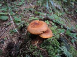 Hygrophoropsis aurantiaca