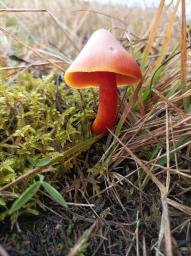 Hygrocybe punicea