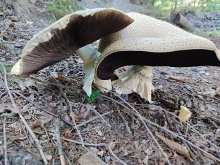 Agaricus augustus