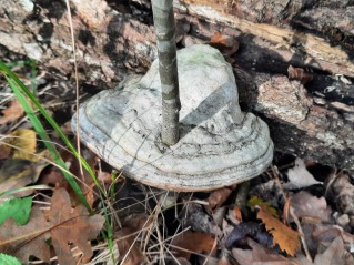 Fomes fomentarius