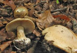Cortinarius caesiostramineus