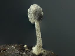 Coprinopsis filamentifera