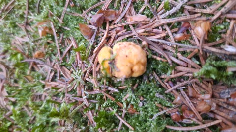 Cantharellus cibarius