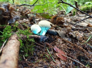 Lycoperdon perlatum