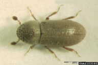 Cryphalus piceae