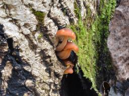 Flammulina velutipes