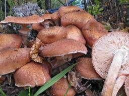 Armillaria borealis