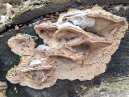 Bjerkandera fumosa