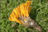 Calocera viscosa