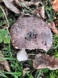 Russula cyanoxantha