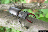 Lucanus cervus