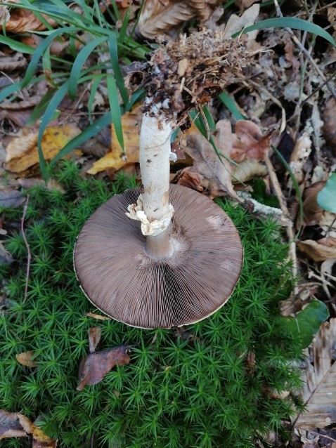 Agaricus sylvicola