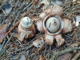 Geastrum triplex