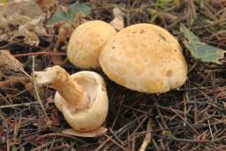 Chamaemyces fracidus