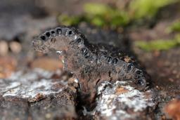 Jackrogersella minutella