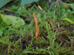 Cordyceps militaris