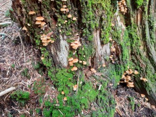 Xeromphalina campanella