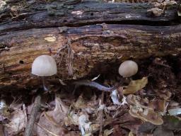 Mycena leptocephala