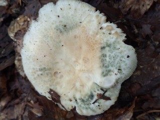 Russula virescens